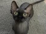 Bambino sphynx female cat - Bambino Cat For Sale - Miami&comma; FL&comma; US
