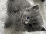 Lucys Adorable Mixed Babies - Russian Blue Kitten For Sale - Clarksburg&comma; MD&comma; US