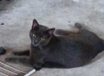 Gus - Russian Blue Cat For Adoption - 