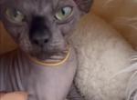 Bambino female cat - Bambino Cat For Sale - Miami&comma; FL&comma; US