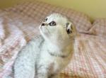 Penelope - Scottish Fold Kitten For Adoption - Butler&comma; NJ&comma; US