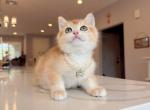 honeycomb - British Shorthair Kitten For Sale - Fontana&comma; CA&comma; US