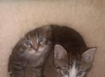 GG taby - Maine Coon Kitten For Sale - 