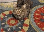 Little Man - Maine Coon Cat For Sale - Purvis&comma; MS&comma; US