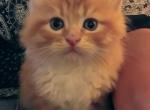 Tiberius - Siberian Kitten For Sale - 