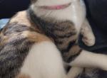 Coco - Domestic Kitten For Sale - San Antonio&comma; TX&comma; US