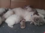 Blue Point Siamese Kittens - Siamese Kitten For Sale - 