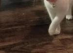 Dior - Domestic Kitten For Adoption - San Antonio&comma; TX&comma; US