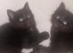 Black - Maine Coon Kitten For Sale - Barnet Center&comma; VT&comma; US