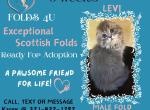 Levi - Scottish Fold Kitten For Sale - Ocklawaha&comma; FL&comma; US
