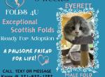 Everette - Scottish Fold Kitten For Sale - Ocklawaha&comma; FL&comma; US