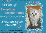 Parker - Scottish Fold Kitten For Sale - Ocklawaha&comma; FL&comma; US