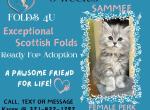 Sammee - Scottish Fold Kitten For Sale - Ocklawaha&comma; FL&comma; US