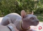 Sphynx Elf male - Sphynx Kitten For Sale - Miami&comma; FL&comma; US
