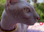 Sphynx Elf male - Sphynx Kitten For Sale - Miami&comma; FL&comma; US