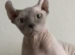 ELF male cat - Sphynx Kitten For Sale - 