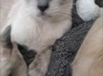 Ellie Seal Point Siamese Kittens - Siamese Kitten For Sale - Grayslake&comma; IL&comma; US