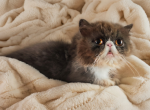 Cfa blue bicolor female persian - Persian Kitten For Sale - Woodburn&comma; IN&comma; US