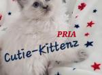 Skylar's babies - Ragdoll Kitten For Sale - Nixa&comma; MO&comma; US