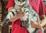 Litter S - Maine Coon Kitten For Sale - Jasper&comma; GA&comma; US