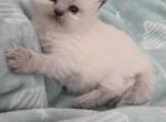 Annie's Litter - Ragdoll Kitten For Sale - Nixa&comma; MO&comma; US