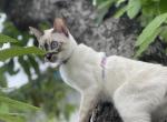 Whiskey charcoal point snow lynx - Bengal Kitten For Sale - Vista&comma; CA&comma; US