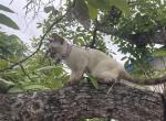 Tequila charcoal point snow lynx - Bengal Kitten For Sale - Vista&comma; CA&comma; US