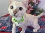 Silver Snow mink boy - Bengal Kitten For Sale - Vista&comma; CA&comma; US