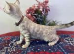 Brown collar Snow mink boy - Bengal Kitten For Sale - Vista&comma; CA&comma; US