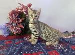 Brown girl - Bengal Kitten For Sale - Vista&comma; CA&comma; US