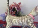 Pink collar Snow mink girl - Bengal Kitten For Sale - Vista&comma; CA&comma; US