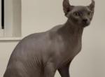 Elf - Sphynx Kitten For Sale - Miami&comma; FL&comma; US