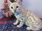 Blue collar silver snow mink - Bengal Kitten For Sale - Vista&comma; CA&comma; US