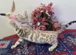 Purple collar snow mink - Bengal Kitten For Sale - Vista&comma; CA&comma; US