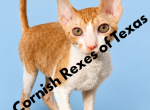 Austin TX Cornish Rex Kittens - Cornish Rex Kitten For Sale - Round Rock&comma; TX&comma; US