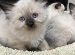 Ragdoll kittens - Ragdoll Kitten For Sale - Gurnee&comma; IL&comma; US