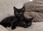FREE MALE Ragdoll mixed kittens - Ragdoll Kitten For Sale - 