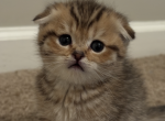 Golden Honey - Scottish Fold Kitten For Sale - Millington&comma; TN&comma; US