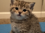 Golden Leo - Scottish Straight Kitten For Sale - 