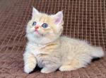 Marley tiny munchkin blue golden short legs - Munchkin Kitten For Sale - TX&comma; US