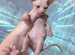 Popcorn the Sphynx Kitten - Sphynx Kitten For Sale - Oklahoma City&comma; OK&comma; US