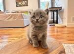 Syrax - British Shorthair Kitten For Sale - Mundelein&comma; IL&comma; US