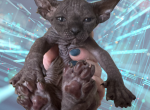 Quarterback the Sphynx Kitten - Sphynx Kitten For Sale - Oklahoma City&comma; OK&comma; US