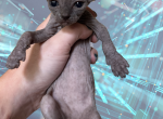 Pretzel the Sphynx Kitten - Sphynx Kitten For Sale - Oklahoma City&comma; OK&comma; US