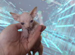 Halftime the Sphynx Kitten - Sphynx Kitten For Sale - Oklahoma City&comma; OK&comma; US