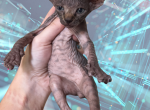 Corndog the Sphynx Kitten - Sphynx Kitten For Sale - Oklahoma City&comma; OK&comma; US