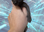 Blitz the Sphynx Kitten - Sphynx Kitten For Sale - Oklahoma City&comma; OK&comma; US