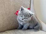 Meleys - British Shorthair Kitten For Sale - 
