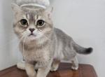 Stormy - British Shorthair Cat For Sale - 