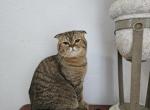 Cookie - Scottish Fold Cat For Sale - 